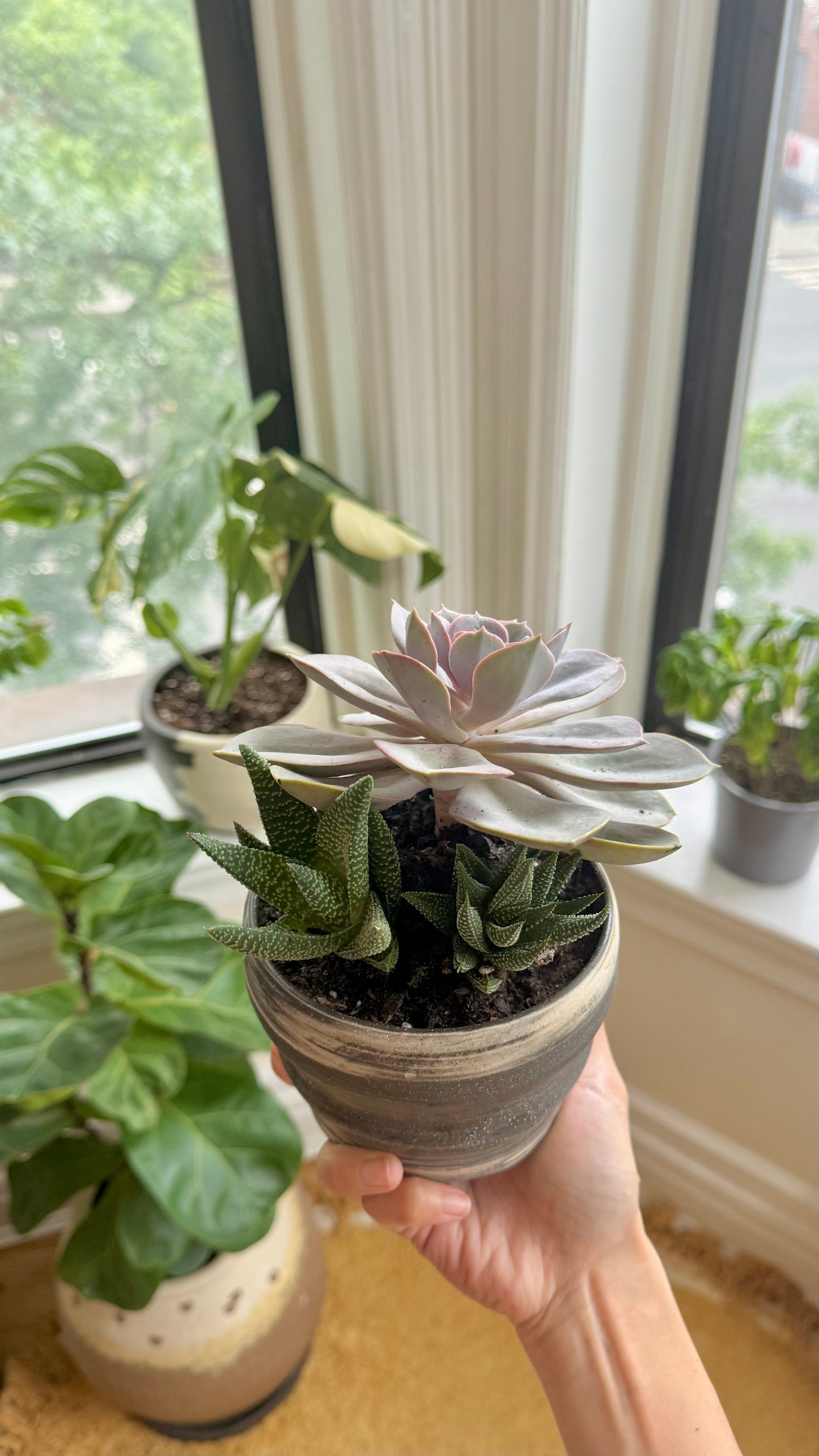 ‘plantee’ series